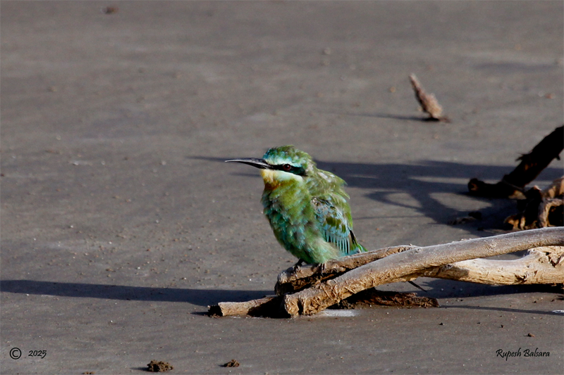 Blue-cheeked Bee-eater