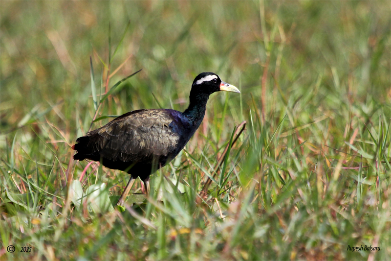 Bronze-Winged Jacana