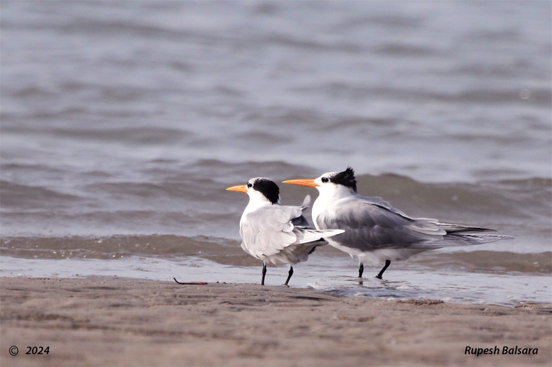 Caspian Tern