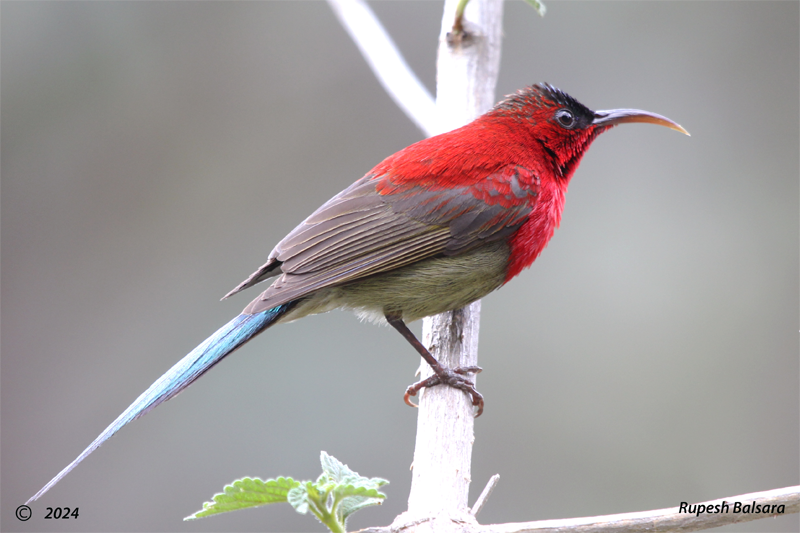 Crimson Sunbird