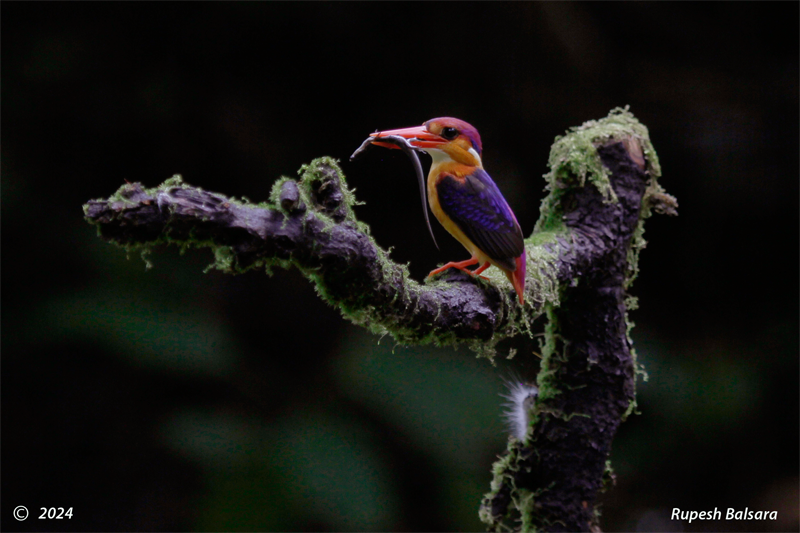 Oriental Dwarf-Kingfisher