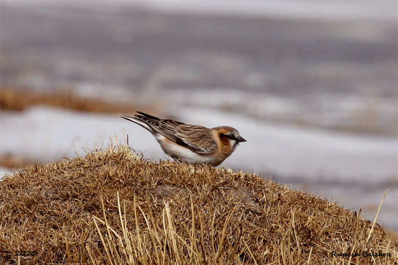 Rufous-necked Snowfinch