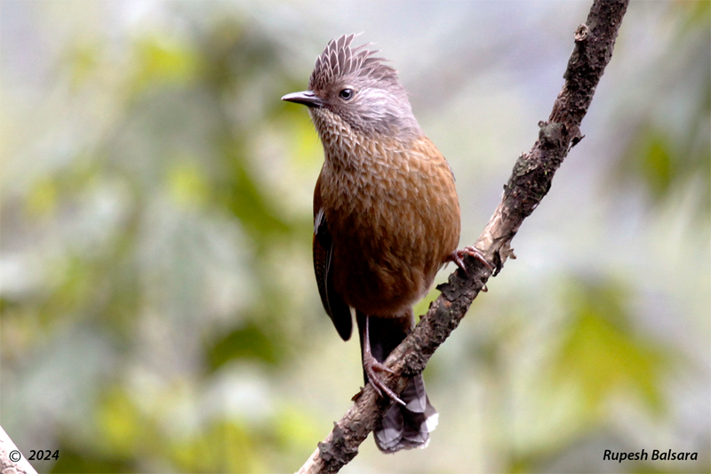 Striated Laughingthrush