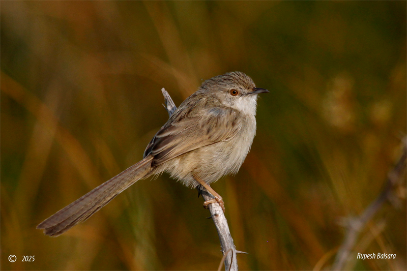 The Delicate Prinia