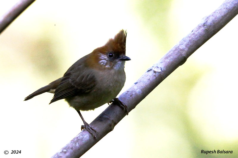 WHITE-NAPED YUHINA