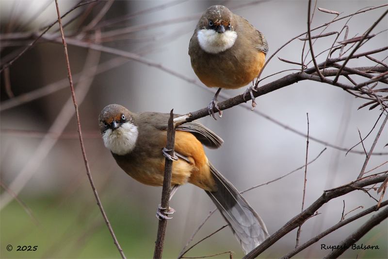 White-Throated Laughingthrush