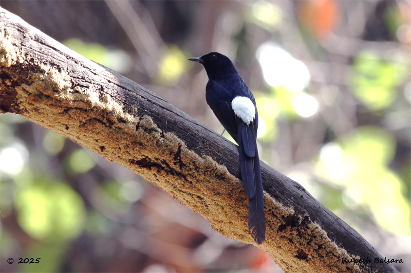 White rumped shama
