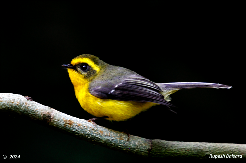 Yellow-bellied Fantail