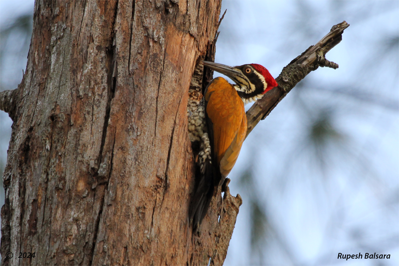 golden-backed woodpecker