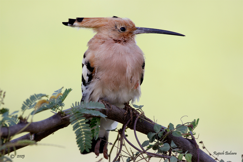 hoopoe