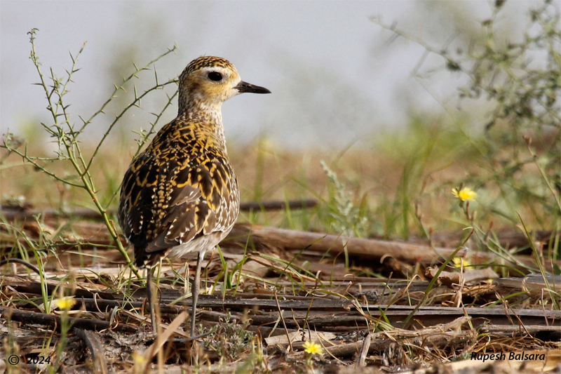 Pacific Golden-plover