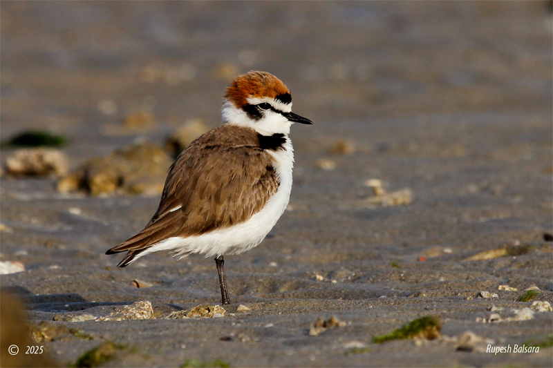 plover